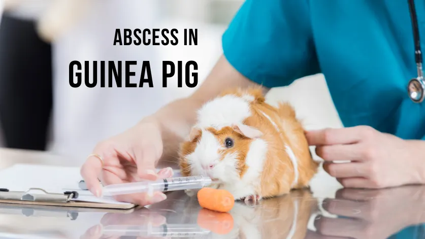 Understanding Abscess in Guinea Pigs | PetVet PetFood Tips