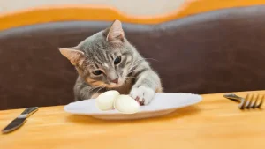Can Cats Eat Raw Quail Eggs - Pet Vet Recommendation