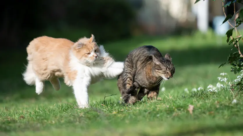 Can Domestic Cats Survive Outside: An Expert Vet Contribution