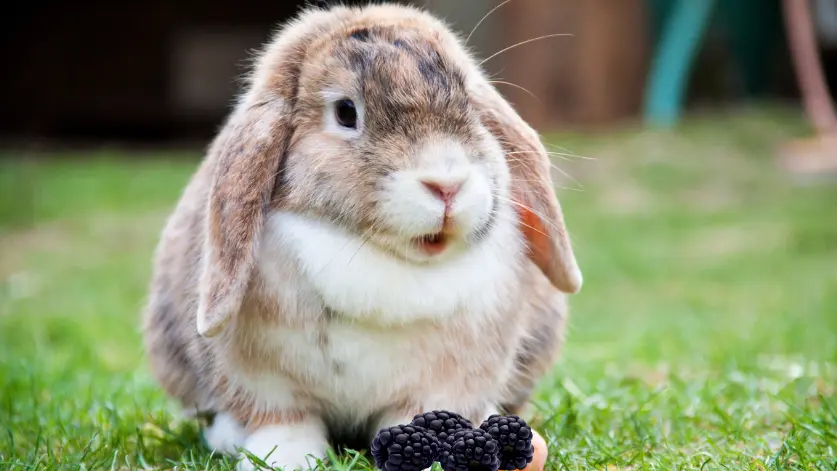 Can rabbits eat blackberries