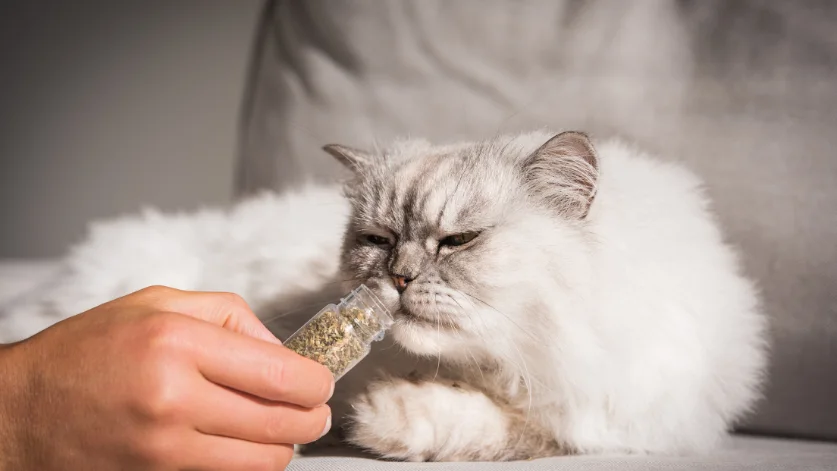 Homemade Probiotics for Cats: Pet Vet Guide