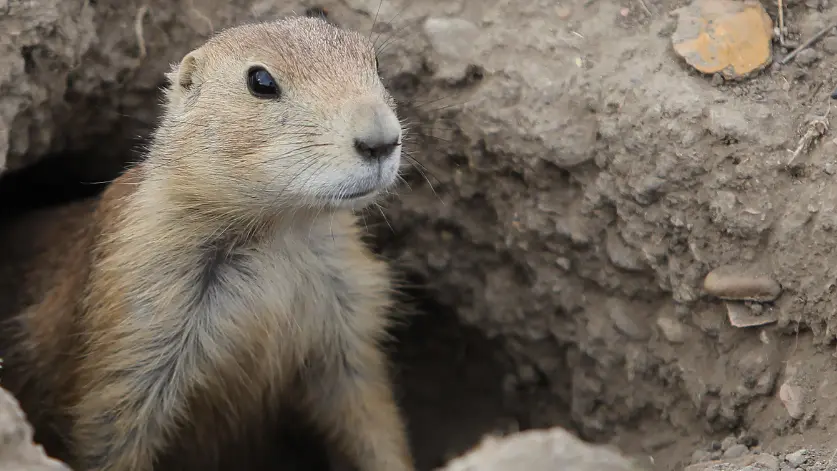 How Much Does a Prairie Dog Cost? - PetVet Petfood Tips