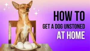 How To Get A Dog Unstoned At Home: Steps you must follow