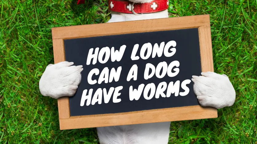 How long can a dog have worms before it dies