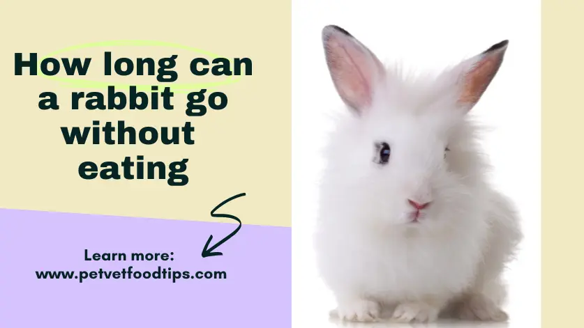 How long can a rabbit go without eating