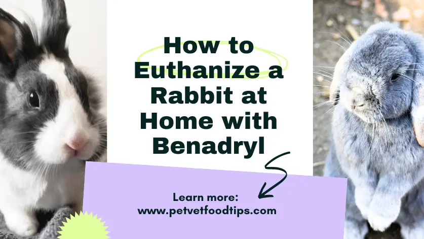 How to Euthanize a Rabbit at Home with Benadryl