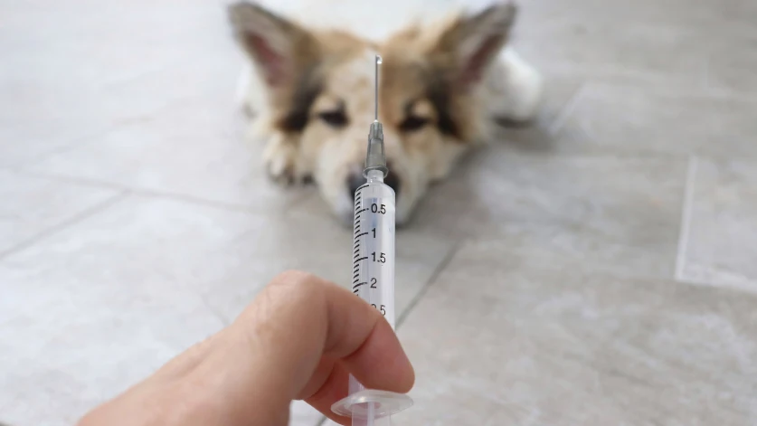 How to euthanize a dog with over the counter drugs 