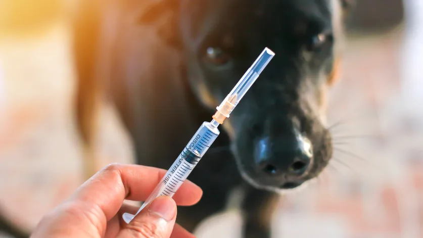 How to euthanize a dog with over the counter drugs