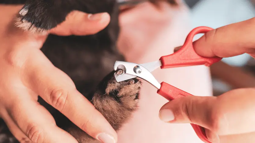 How to keep Rabbits nails short without cutting
