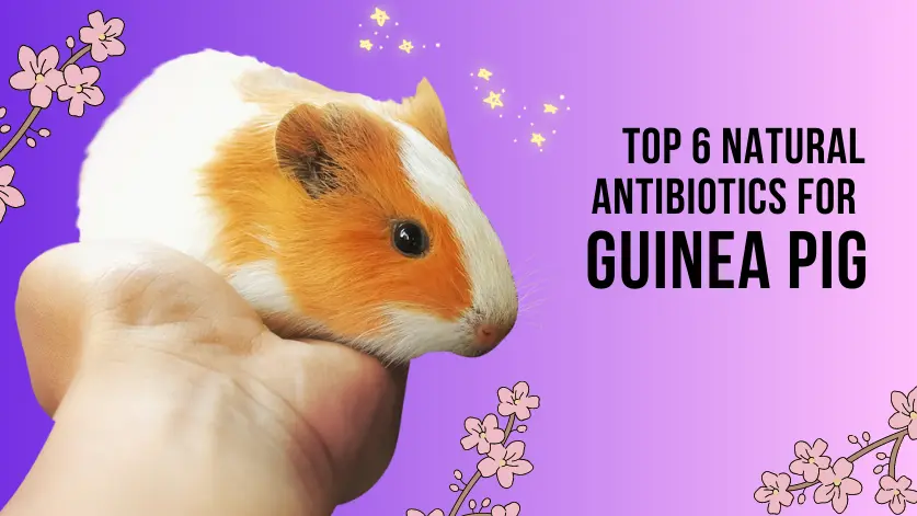 Top 6 Natural antibiotics for guinea pigs | PetVet PetFood Tips