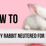 Where can I get my rabbit neutered for free Guide?