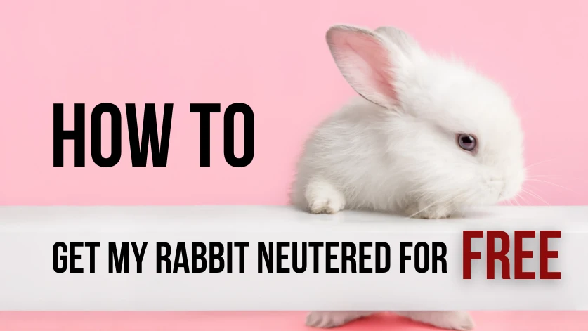 Where can I get my rabbit neutered for free Guide?