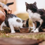 Best Low Magnesium Cat Food: A Nutrient Analysis