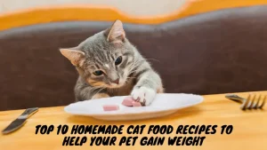 http://10%20Homemade%20Cat%20Food%20Recipes%20to%20Help%20Your%20Pet%20Gain%20Weight