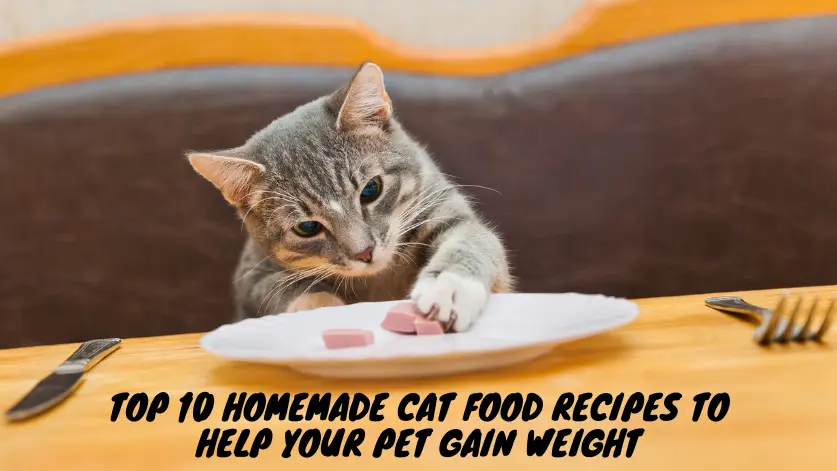 10 Homemade Cat Food Recipes to Help Your Pet Gain Weight